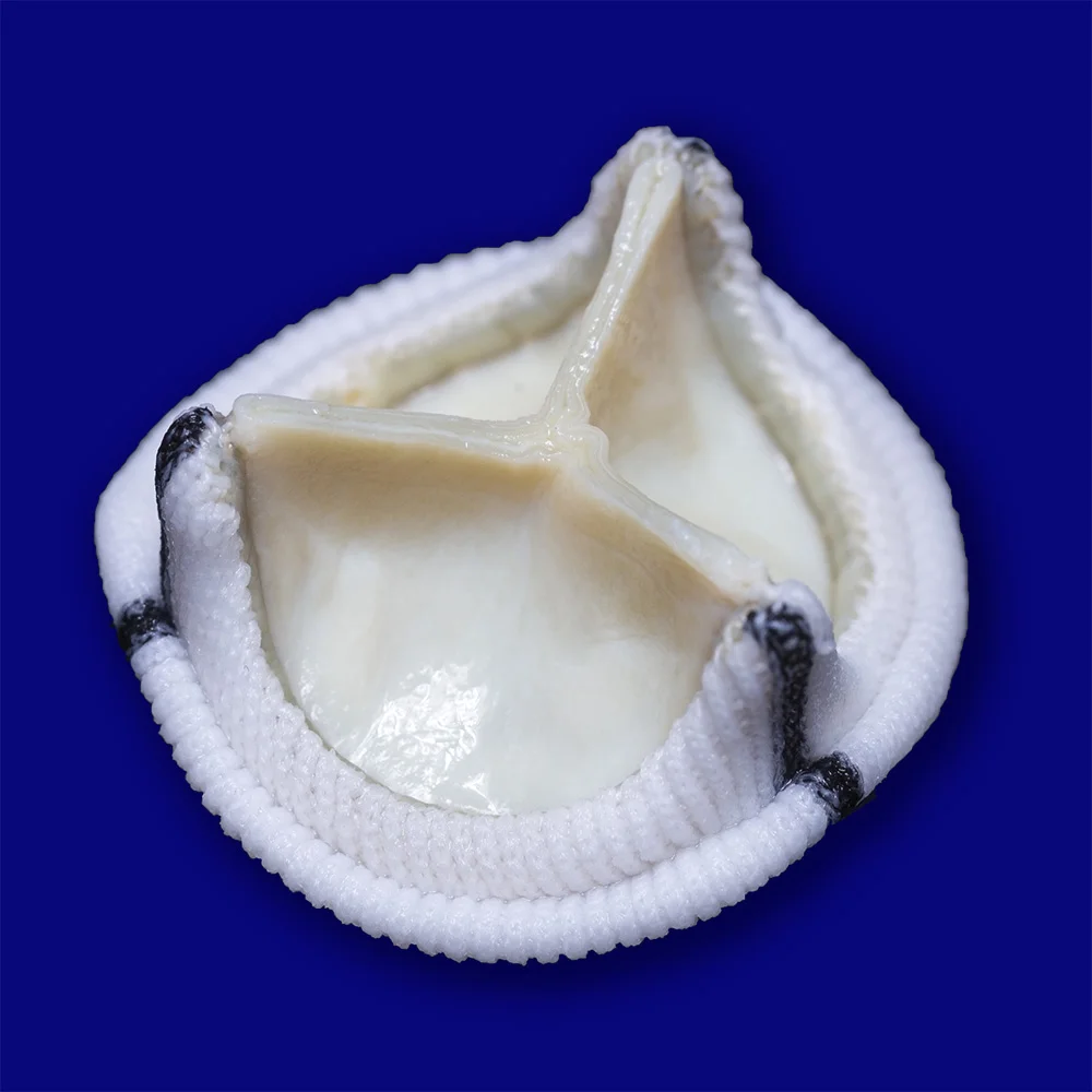 Bioprótese Cardíaca Aórtica Cardioprótese